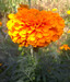 unit 5 flower_dashain